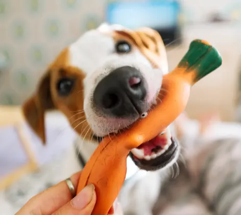 Dog eating toy 